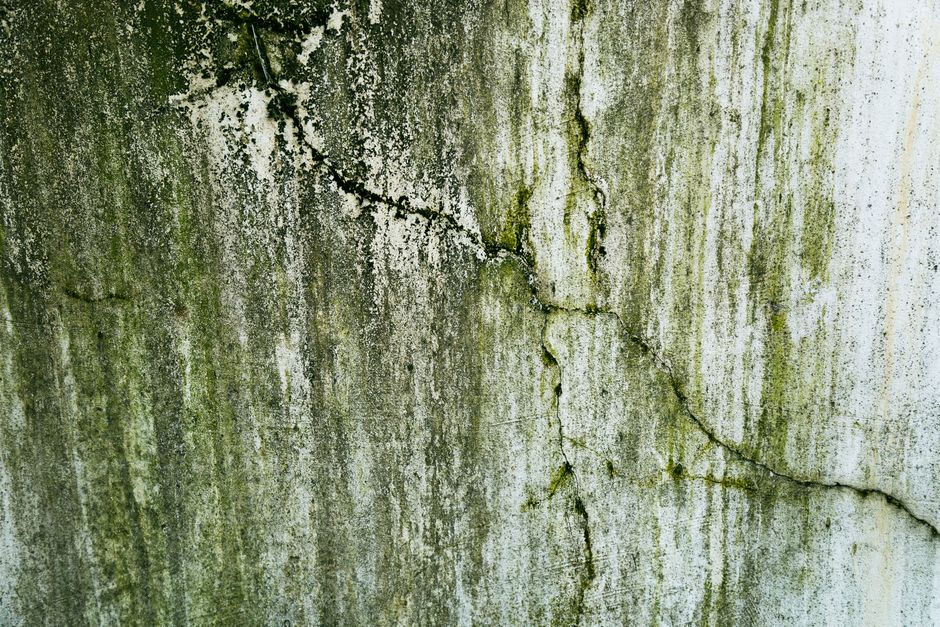 The House That Got Moldy After We Did Everything Right